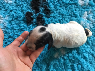 CHIOT 4