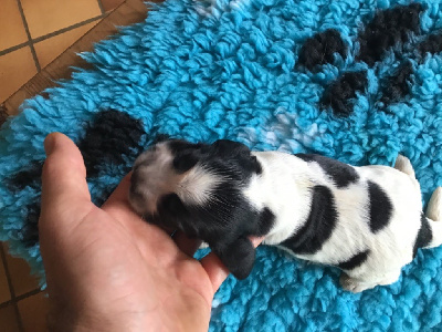 CHIOT 3